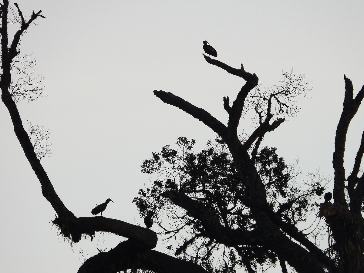 Olive Ibis - ML646050489