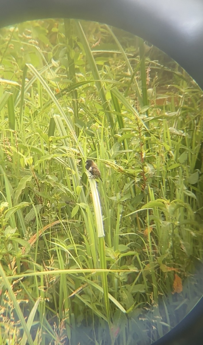 Kleinelsterchen - ML646050492