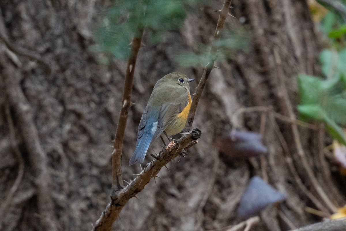 Red-flanked Bluetail - ML646050494