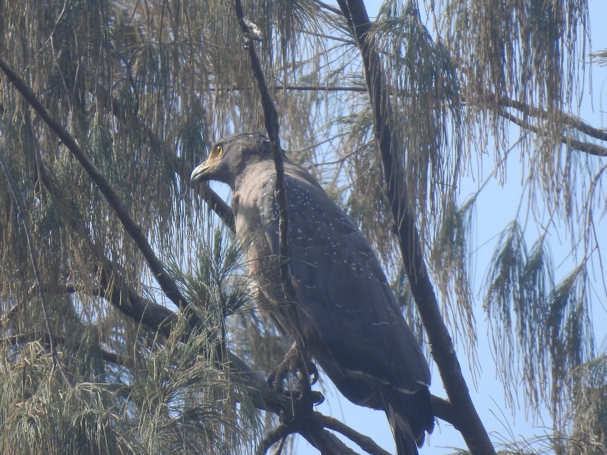 Crested Serpent-Eagle - ML646050495