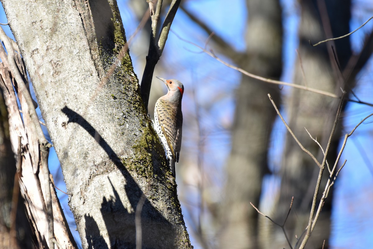 Northern Flicker - ML646050496