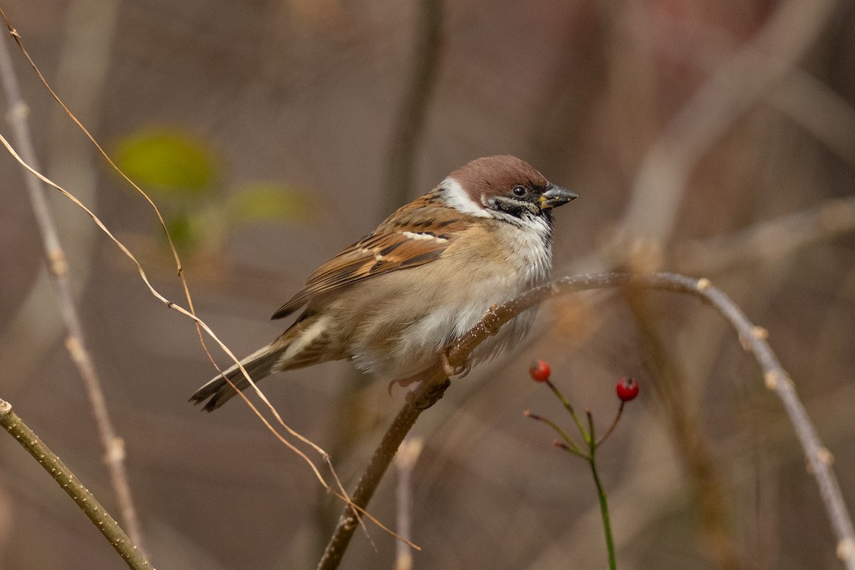 Eurasian Tree Sparrow - ML646050500