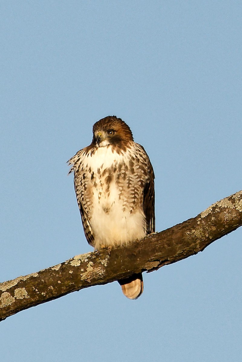 Rotschwanzbussard - ML646050501