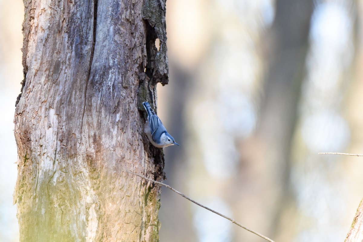 Weißbrustkleiber - ML646050502