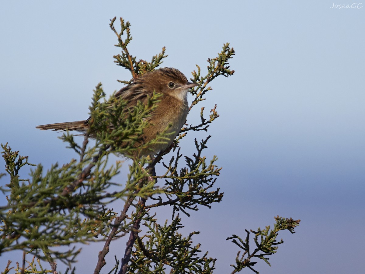 Zistensänger - ML646050504