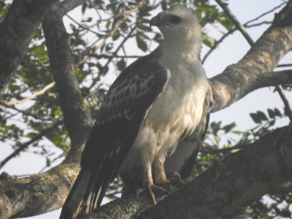 Changeable Hawk-Eagle - ML646050505