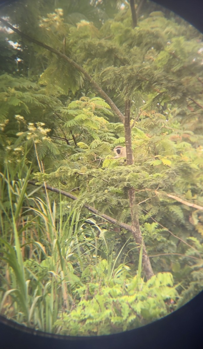 Animals - ML646050506