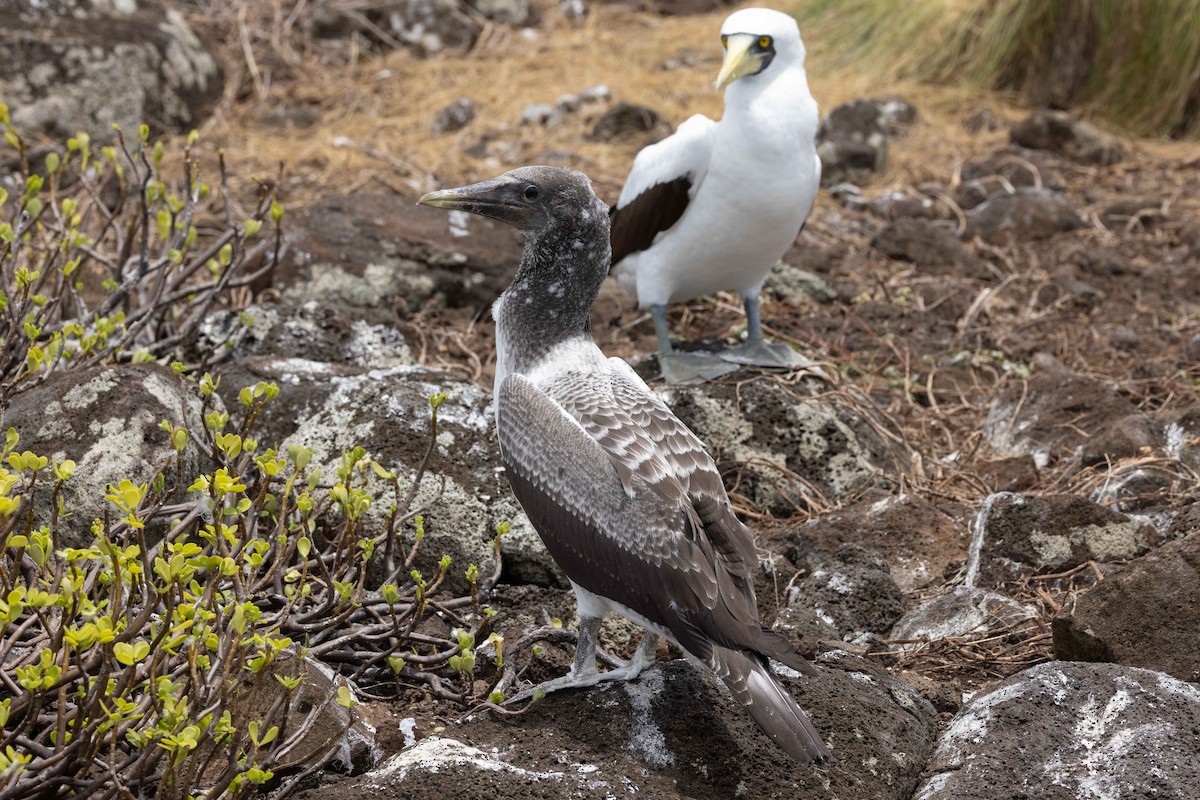 Maskentölpel - ML646050507