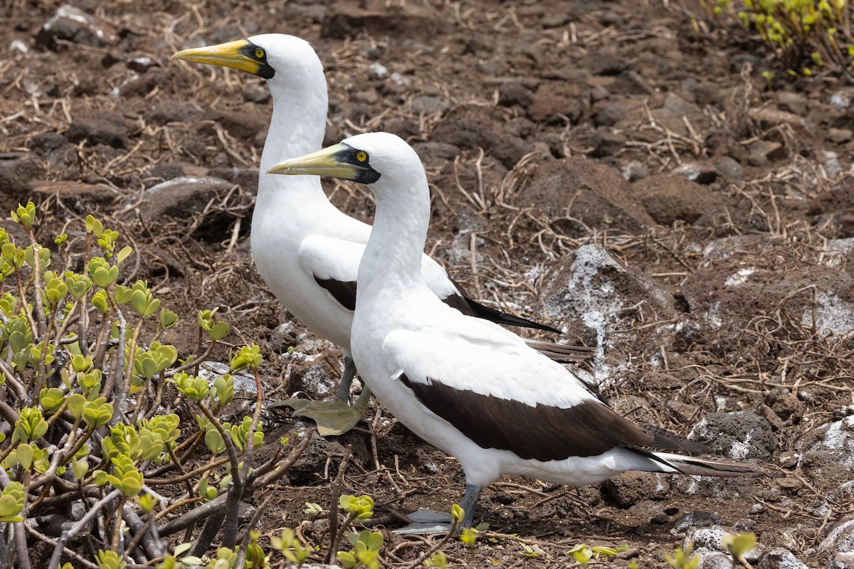 Maskentölpel - ML646050509