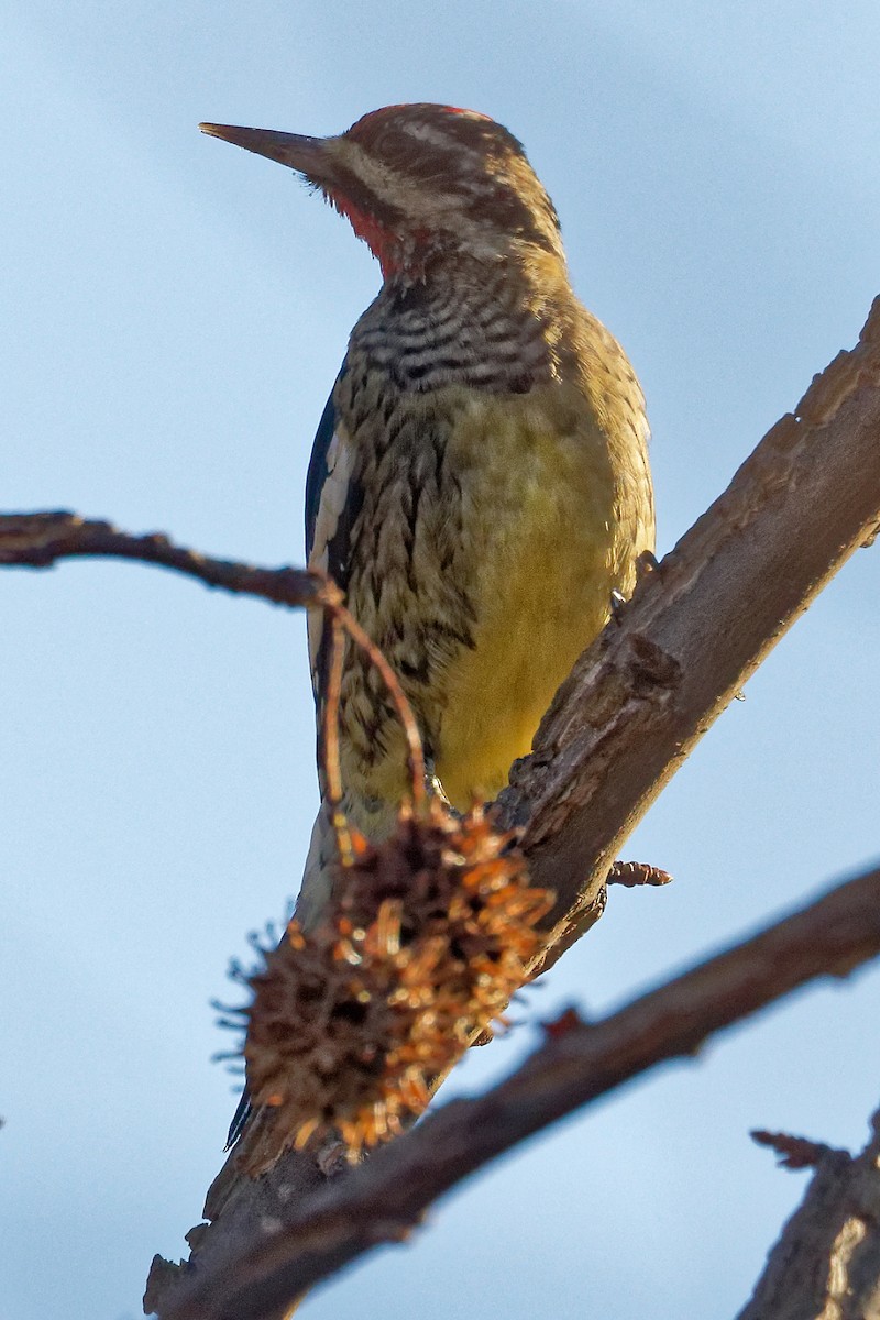 Gelbbauch-Saftlecker - ML646050510