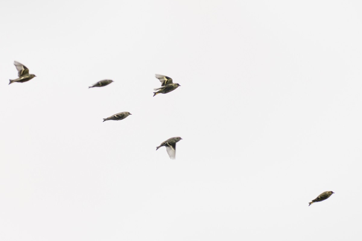 Erlenzeisig - ML646050511