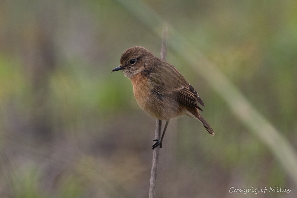 Schwarzkehlchen - ML646050512