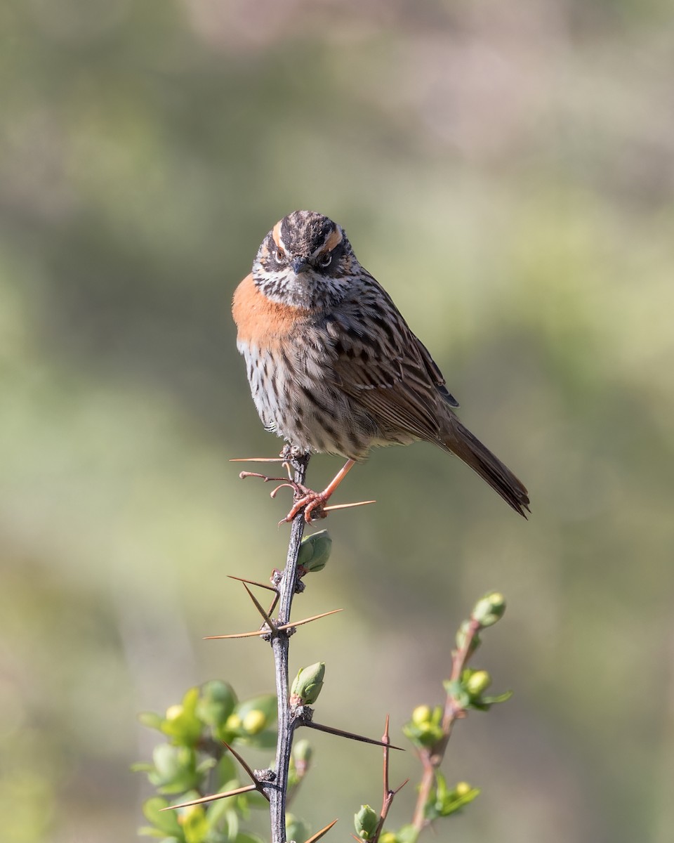 Strichelbraunelle - ML646050513