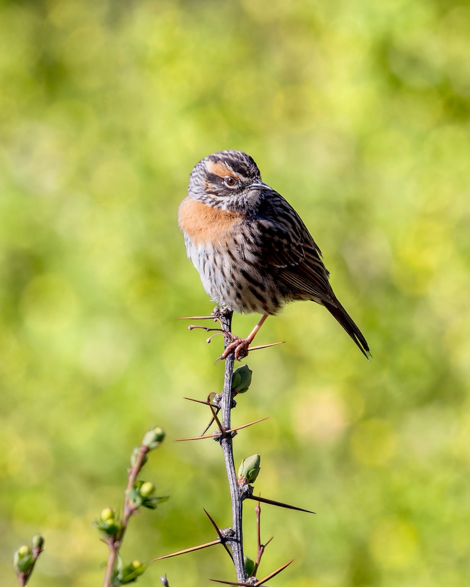 Strichelbraunelle - ML646050514