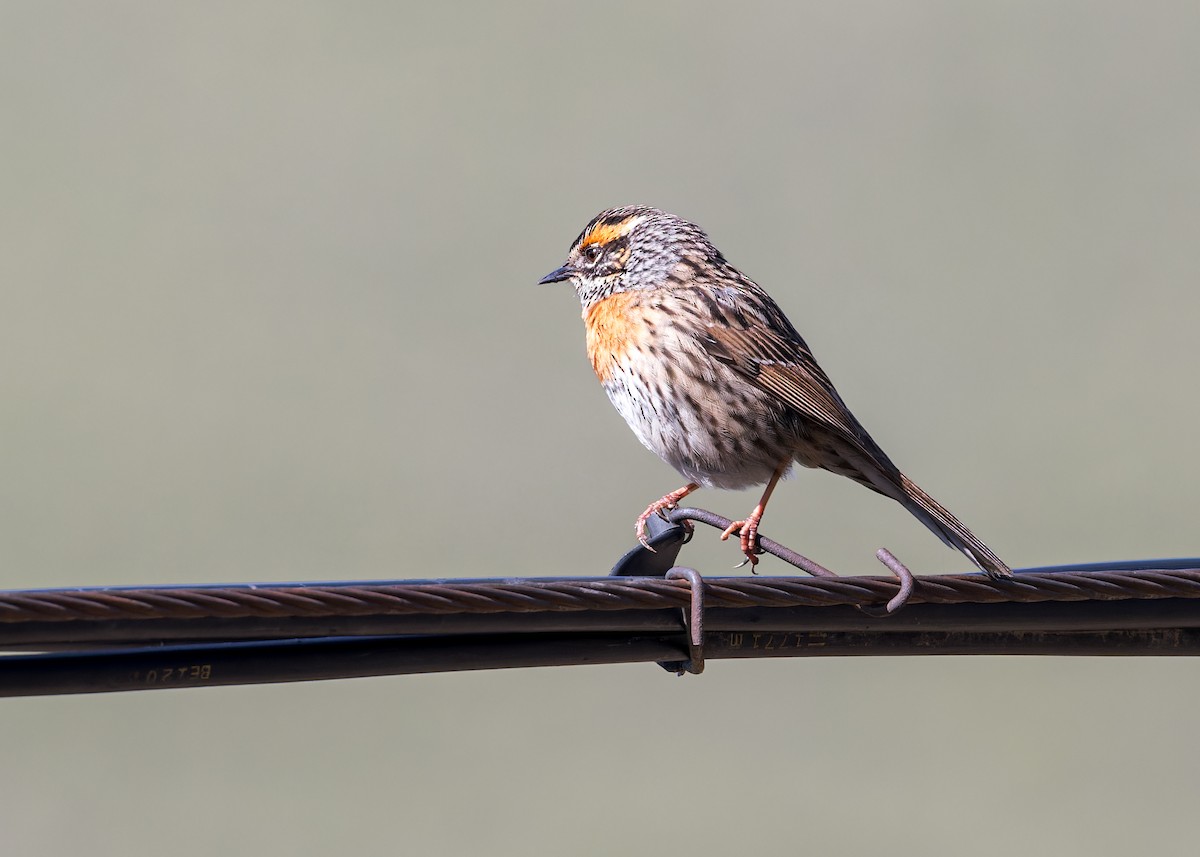 Strichelbraunelle - ML646050515