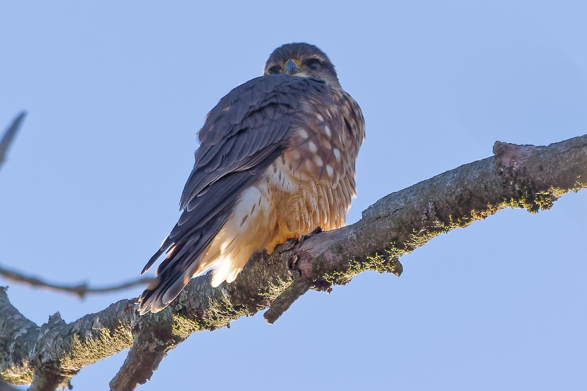 Merlin - ML646050516