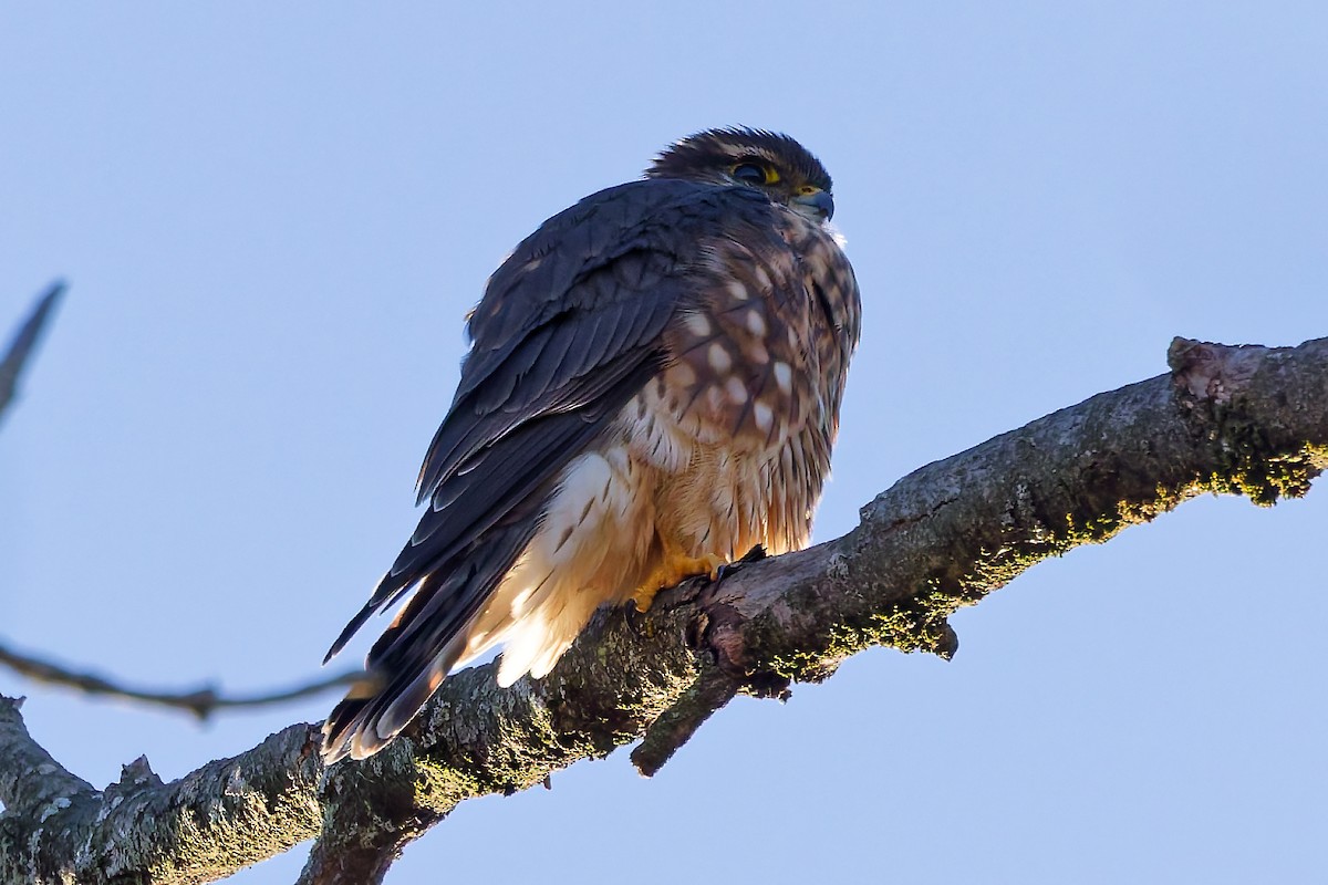 Merlin - ML646050517