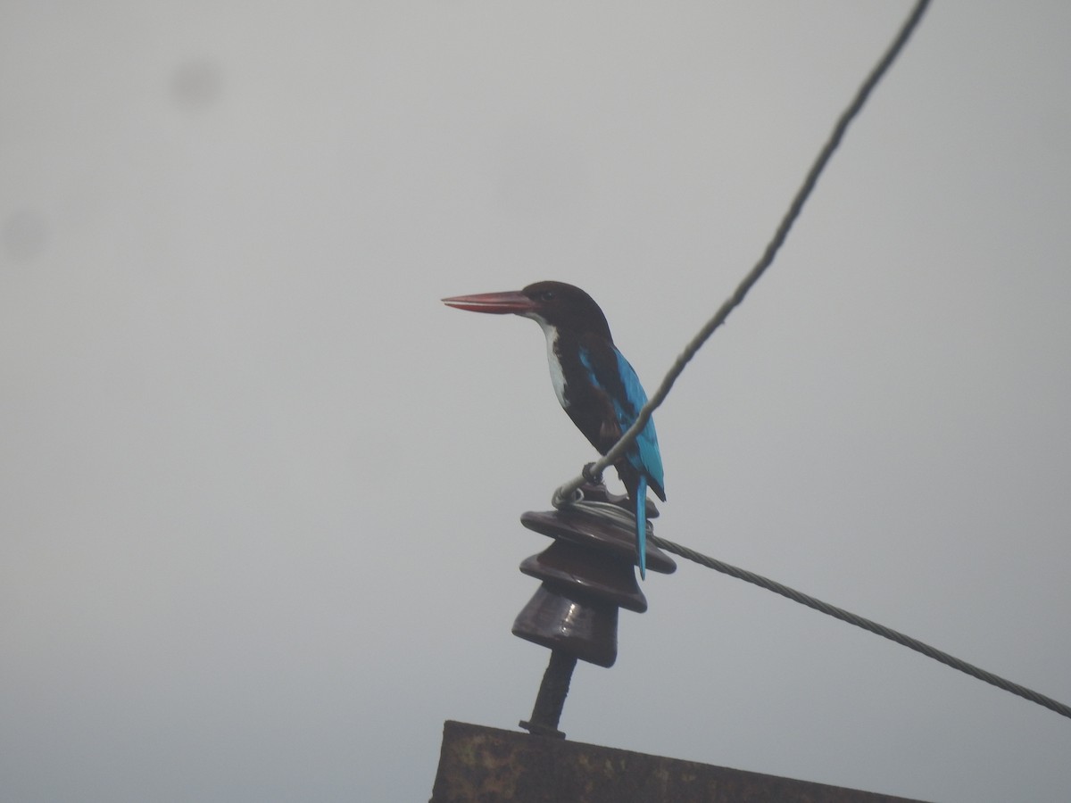 White-throated Kingfisher - ML646050518
