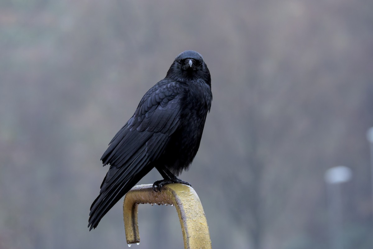 Rabenkrähe - ML646050520