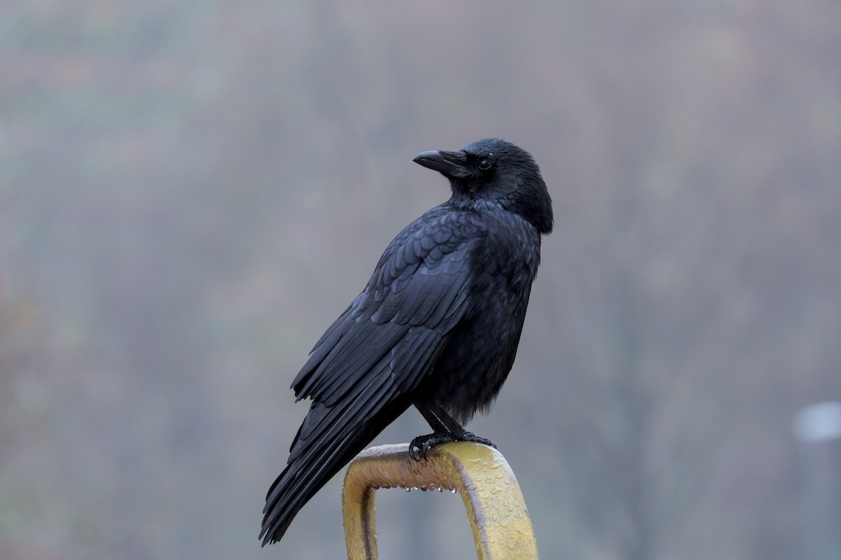 Rabenkrähe - ML646050521