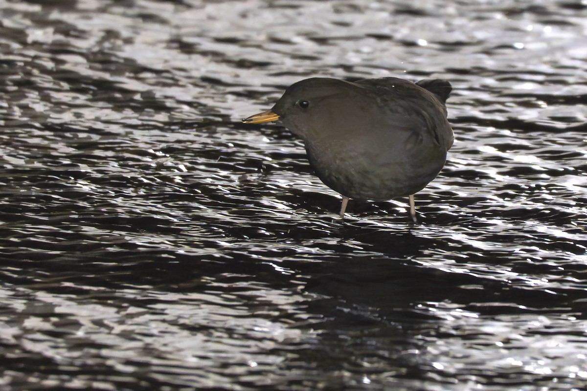 Grauwasseramsel - ML646050523