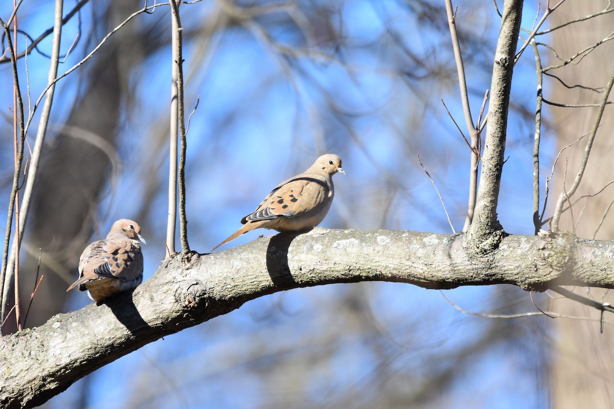 Carolinataube - ML646050524