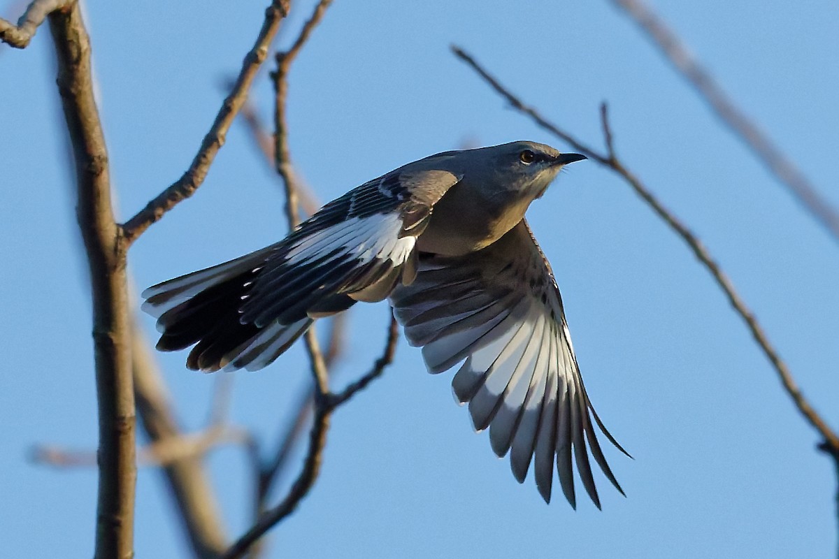 Gartenspottdrossel - ML646050525