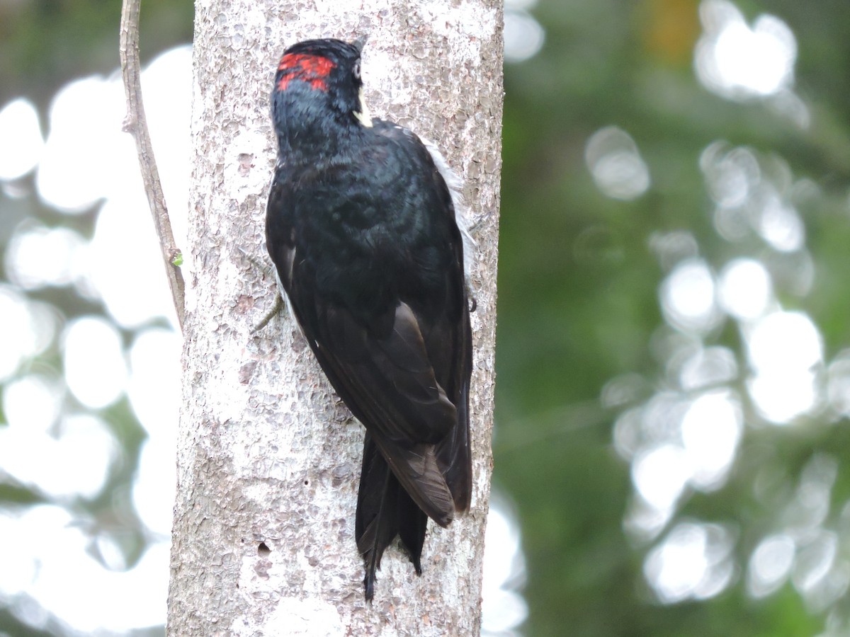 Eichelspecht - ML646050526