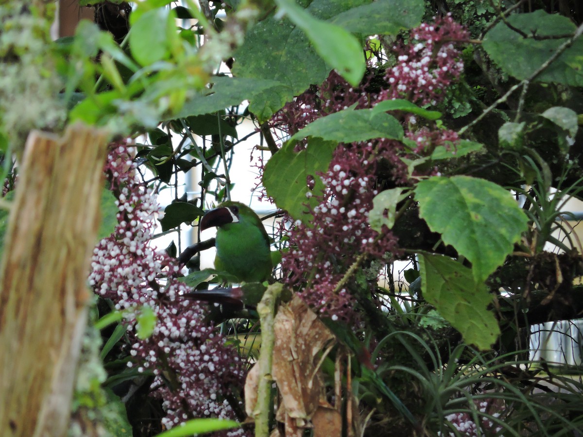 Blutbürzelarassari - ML646050528