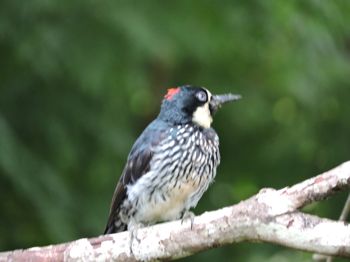 Eichelspecht - ML646050530