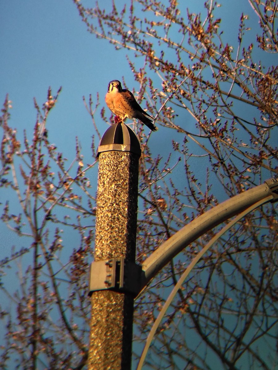 Buntfalke - ML646050536