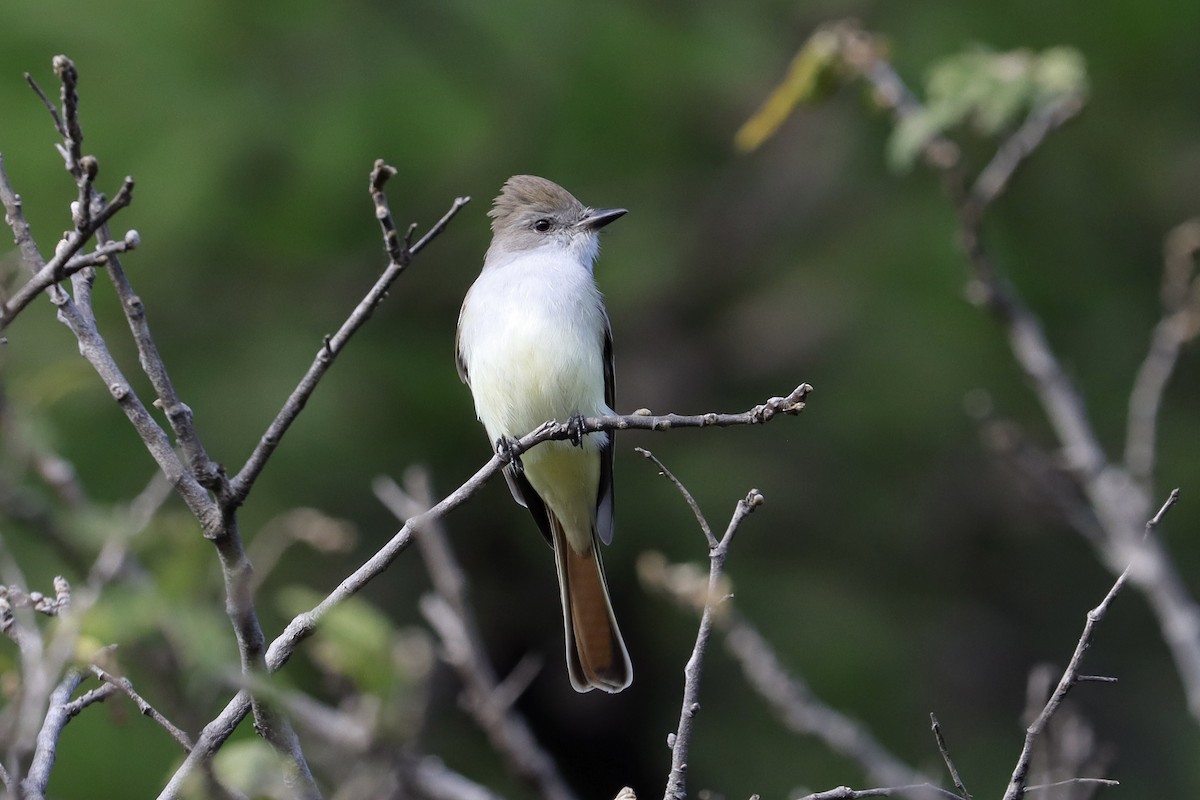 Ash-throated Flycatcher - ML646050537