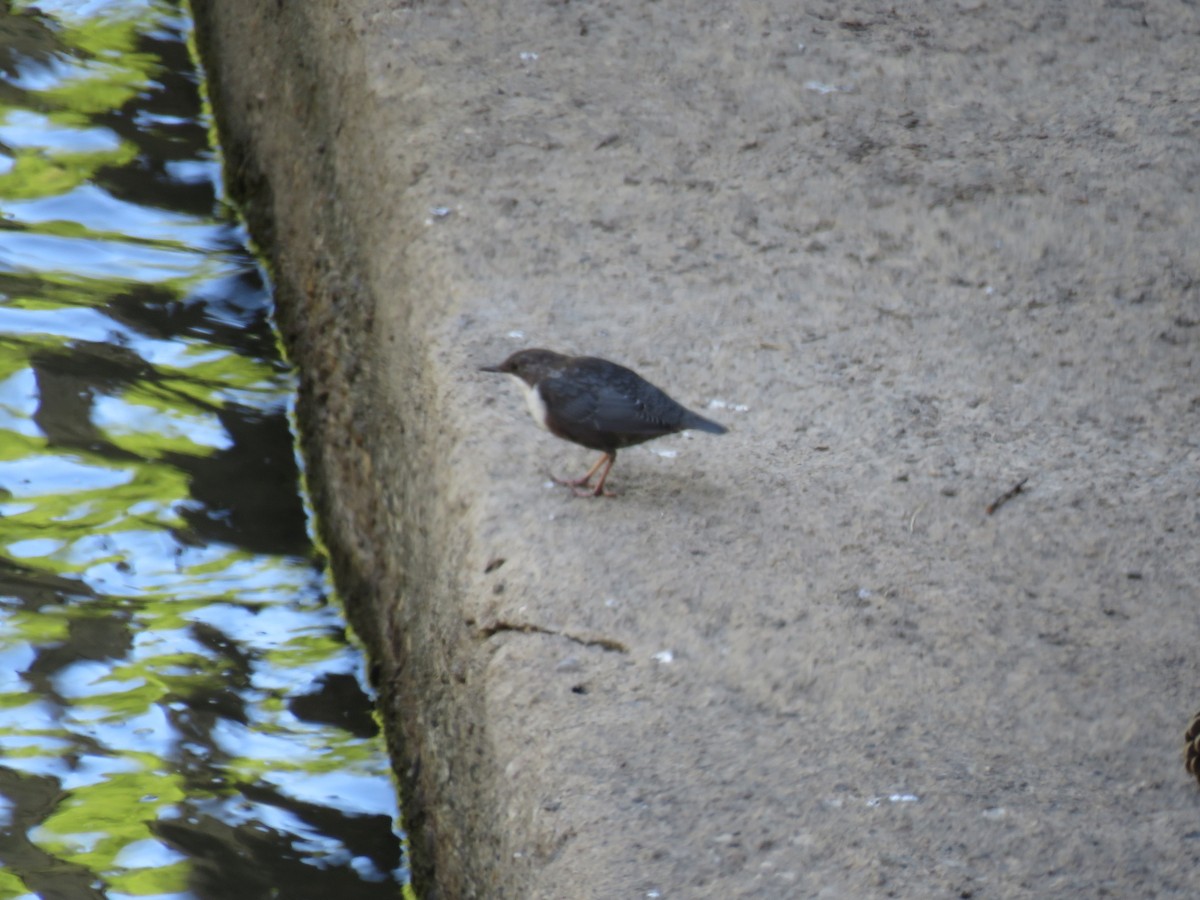White-throated Dipper - ML646050538