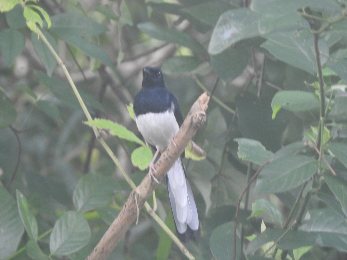 Andaman Shama - ML646050539