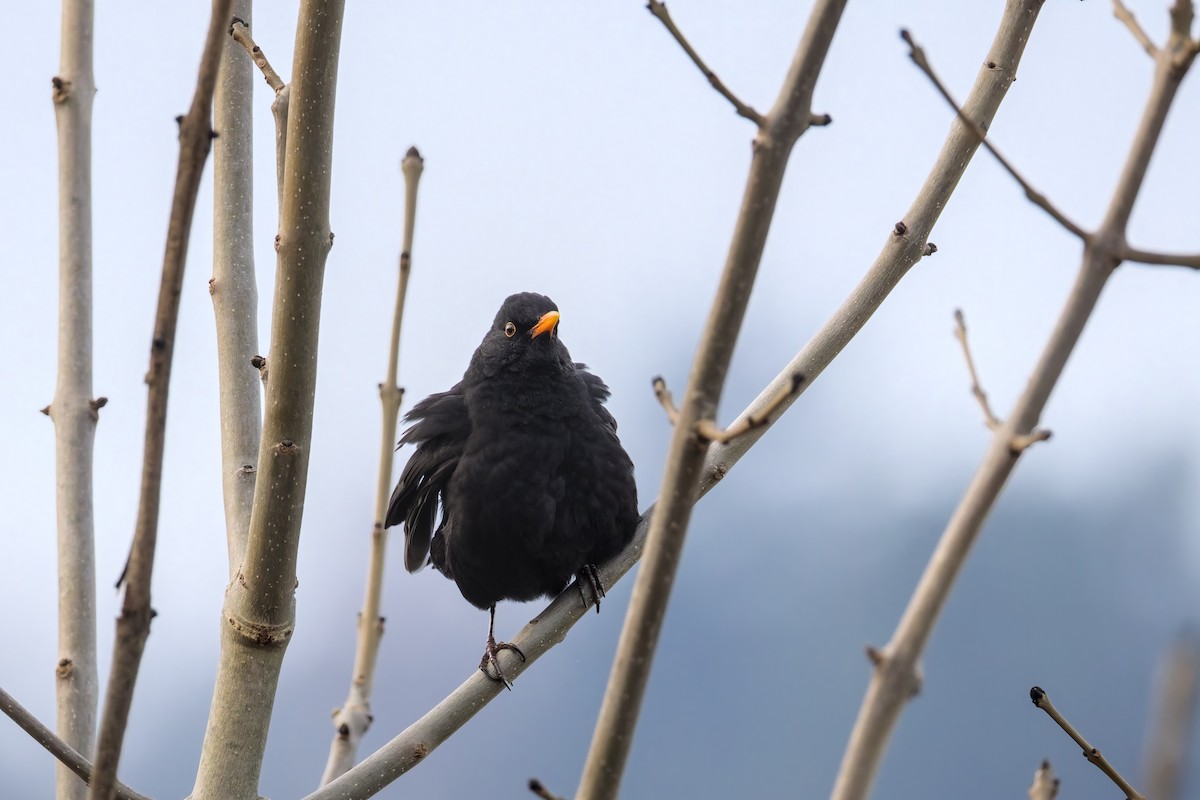 Eurasian Blackbird - ML646050540