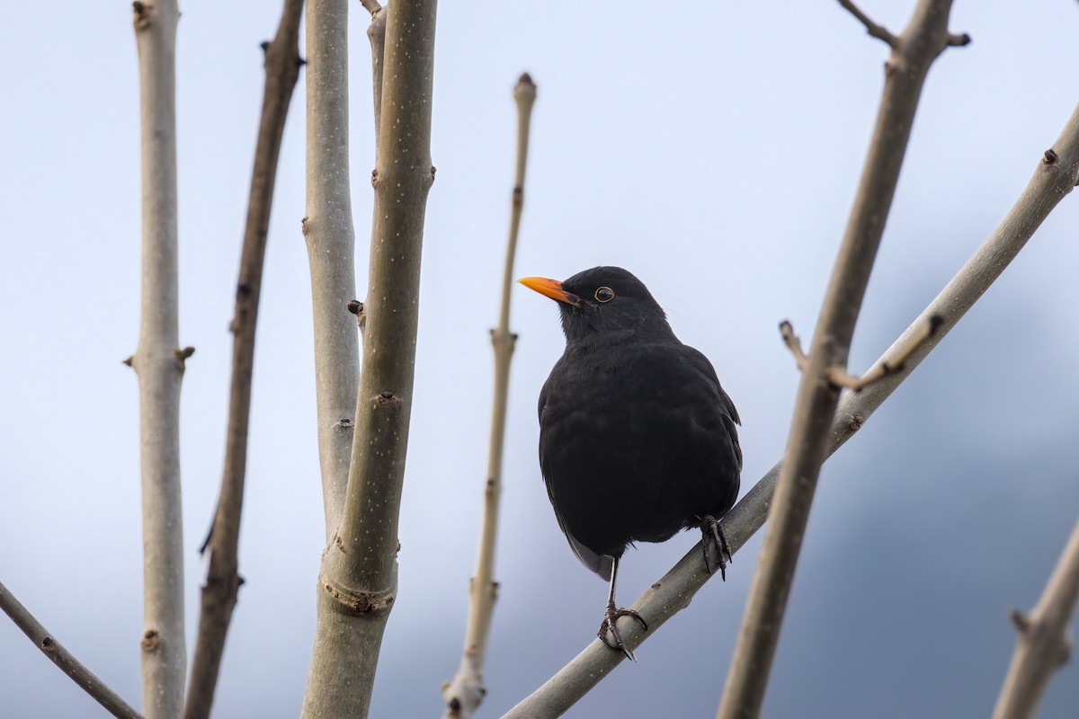 Eurasian Blackbird - ML646050542
