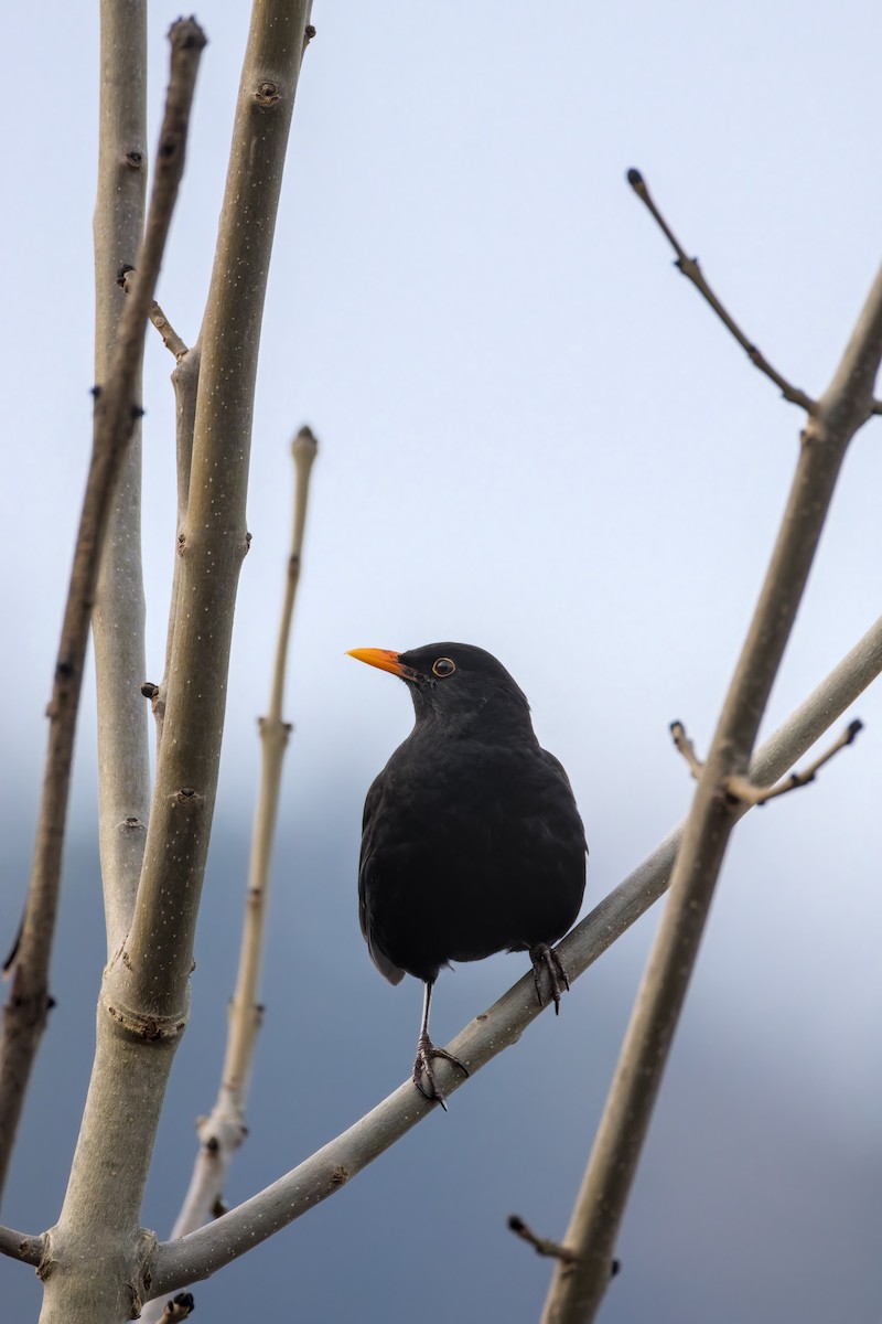 Eurasian Blackbird - ML646050544