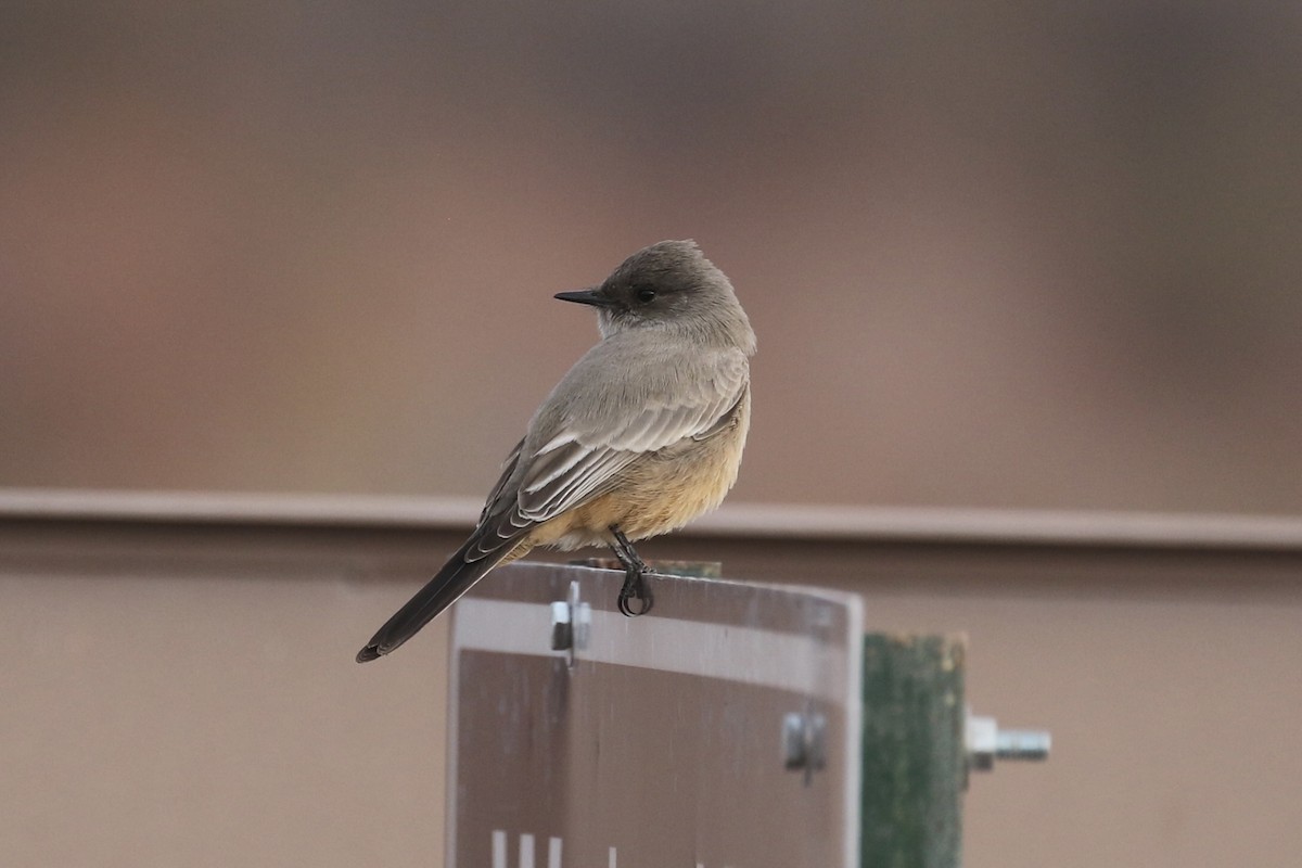 Say's Phoebe - ML646050545