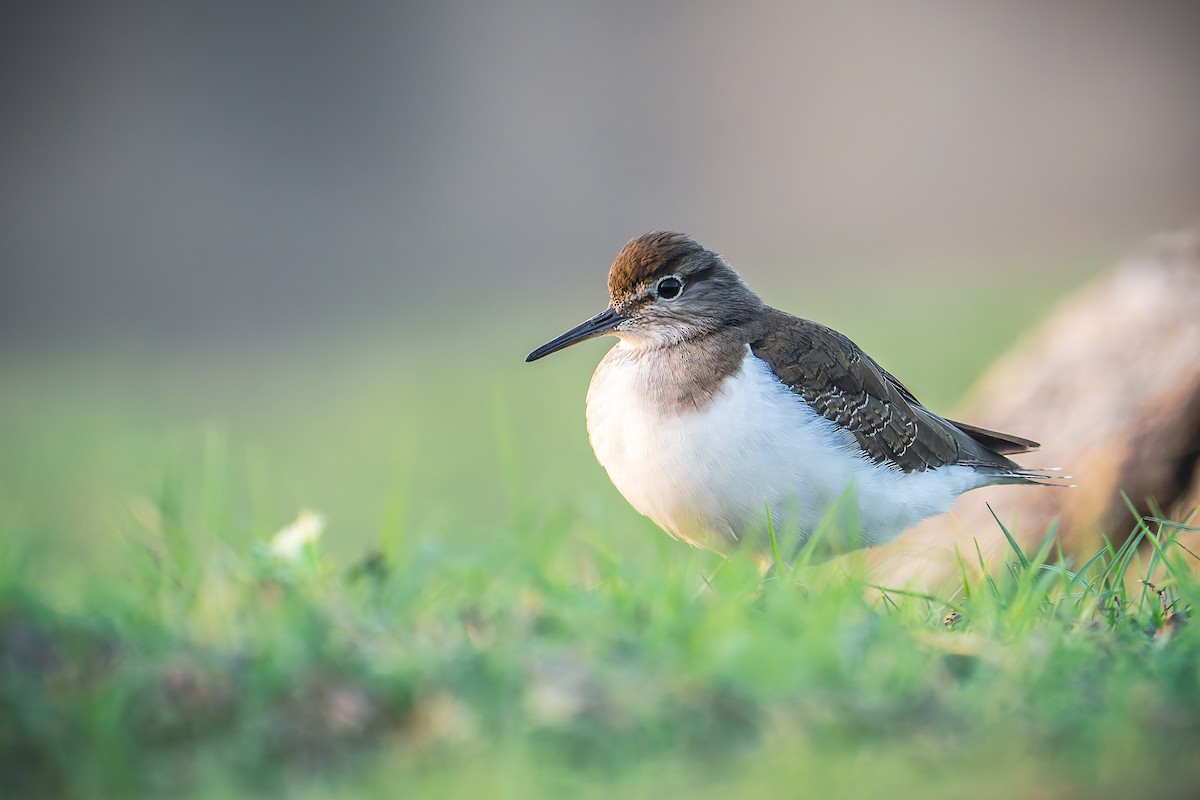 Common Sandpiper - ML646050546