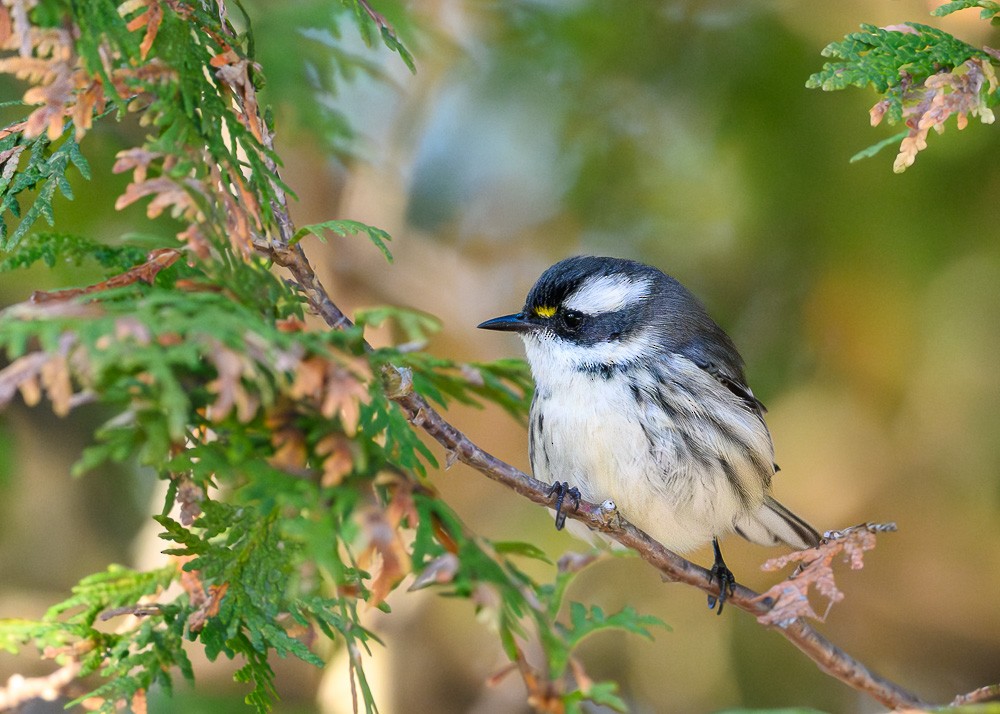 Black-throated Gray Warbler - ML646050548