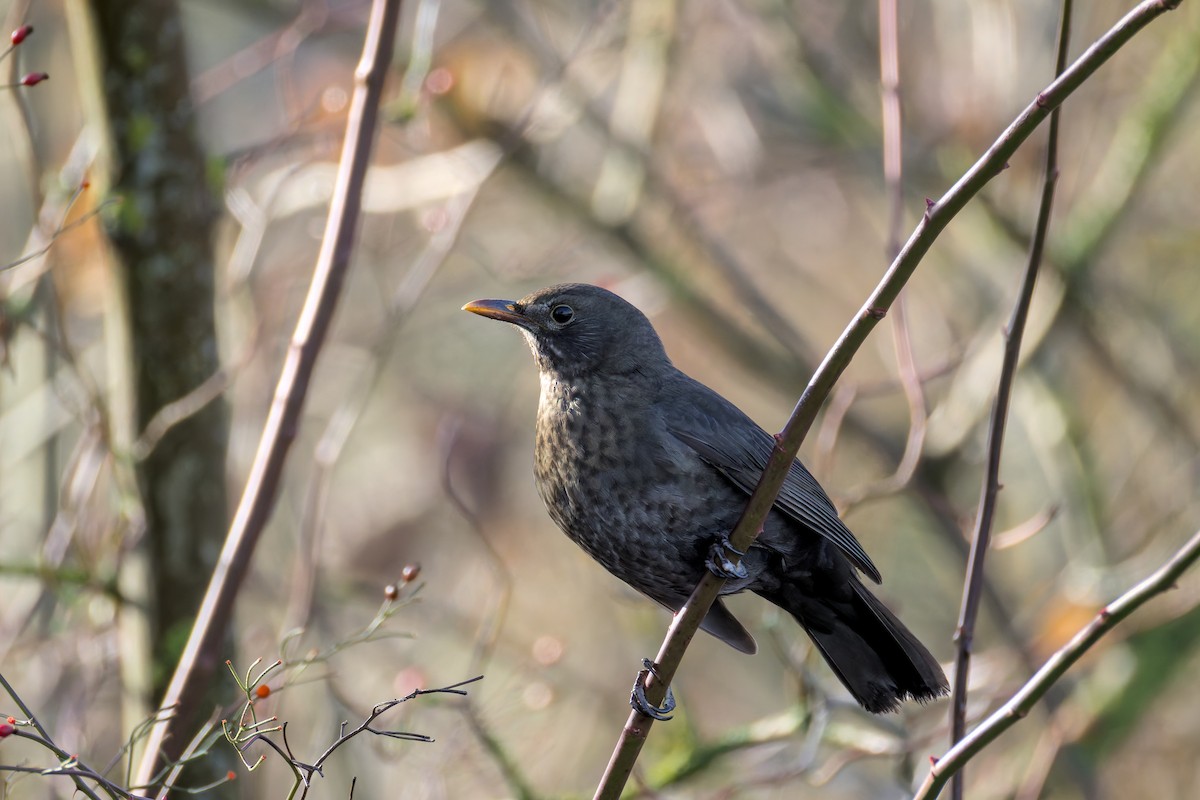 Eurasian Blackbird - ML646050549
