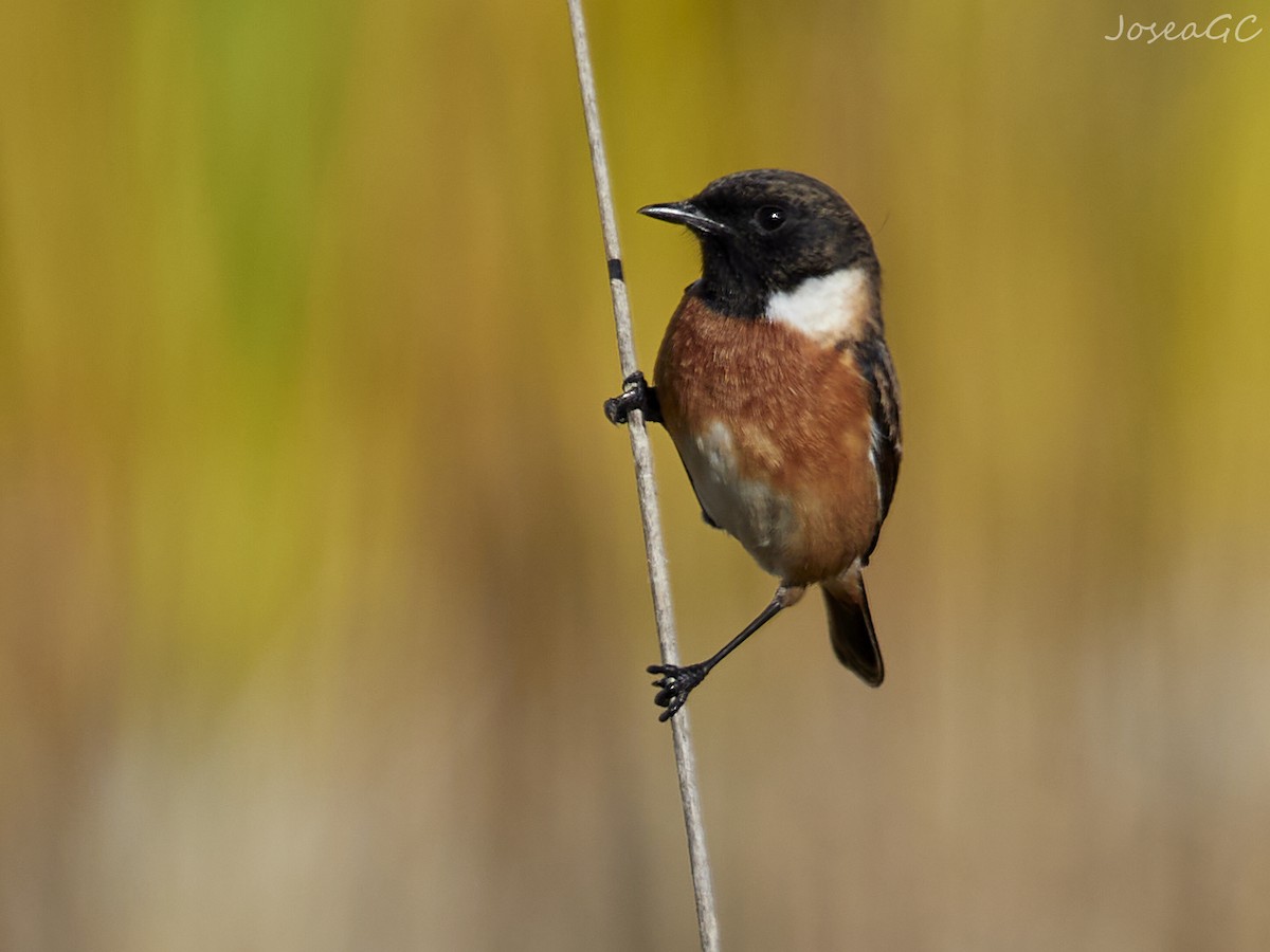 European Stonechat - ML646050550