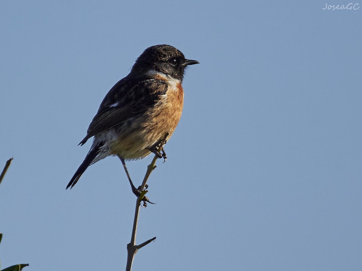 European Stonechat - ML646050551