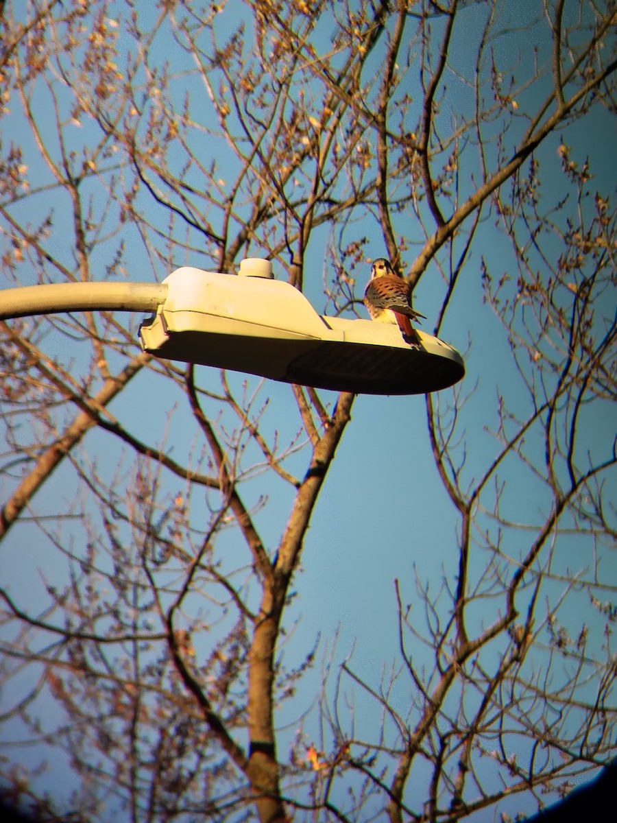 American Kestrel - ML646050555