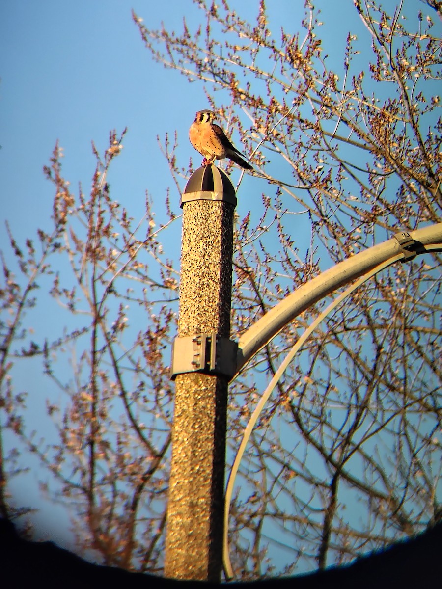 American Kestrel - ML646050556