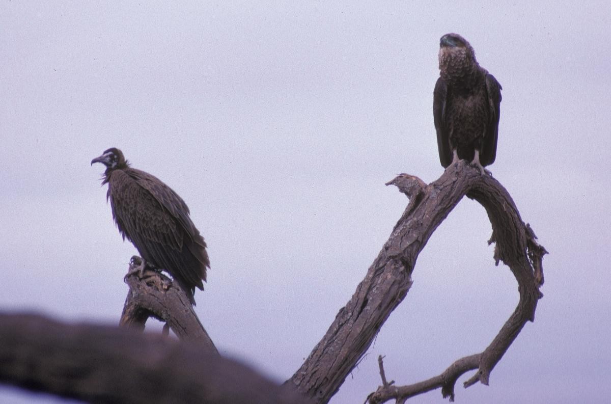 Bateleur - ML646050559