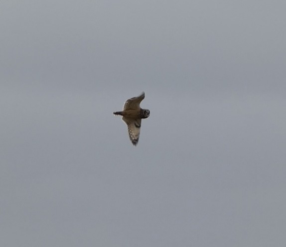 Short-eared Owl - ML646050562