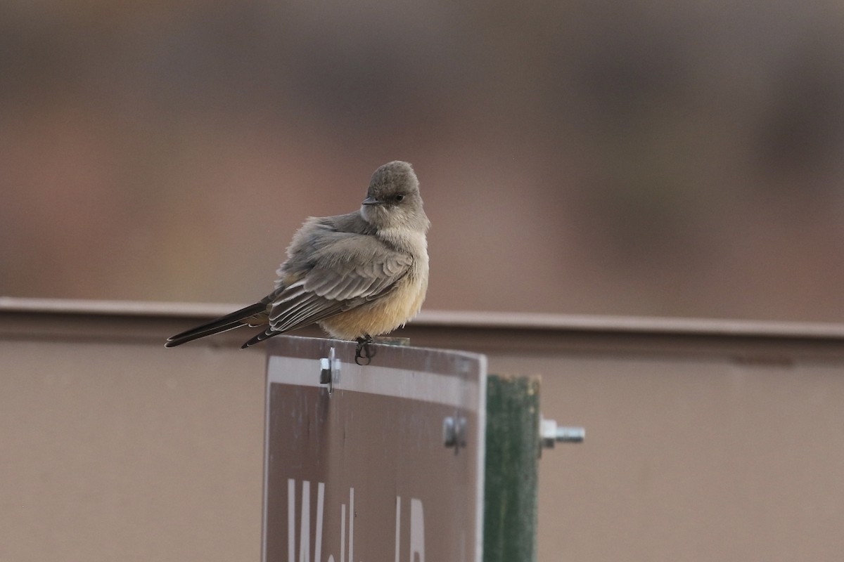 Say's Phoebe - ML646050572