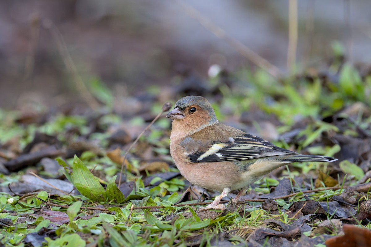 Common Chaffinch - ML646050574