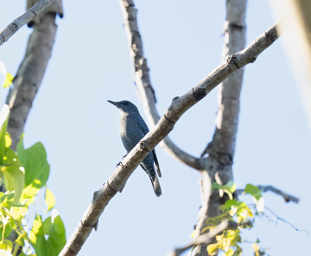 Blue Rock-Thrush - ML646050575